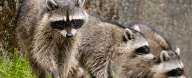 raccoons and rabies