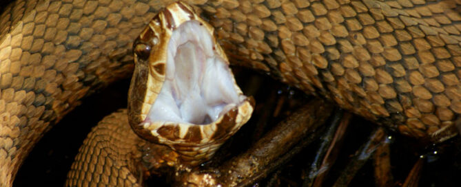 snake poison